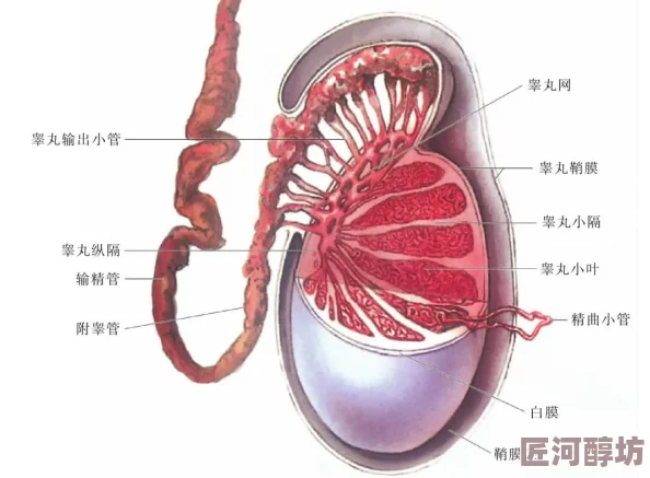 小孩半夜被女孩吃睾丸正常吗？震惊！此事件引发社会广泛关注，专家呼吁加强儿童保护意识！