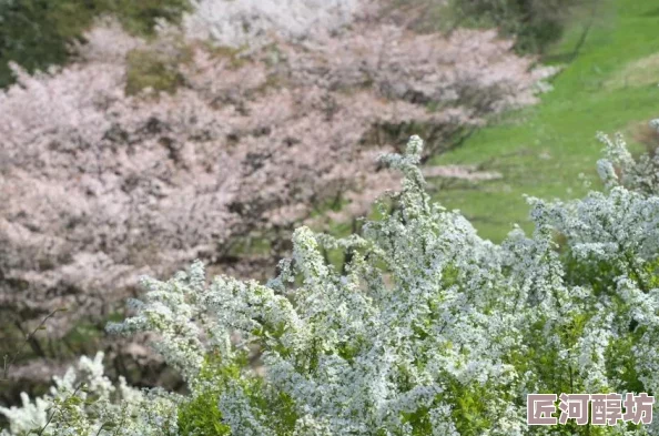 日本最美的樱花景点推荐 这里有绝佳的观赏地点和最佳拍摄时机让你尽情享受春天的浪漫与美丽