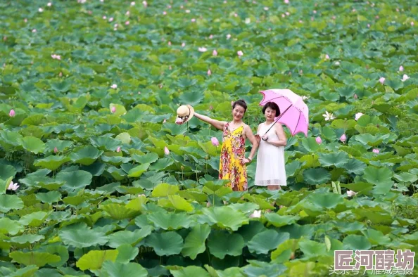 游戏爱好者热议：下轮二次开放时间推测及可能影响因素深度剖析