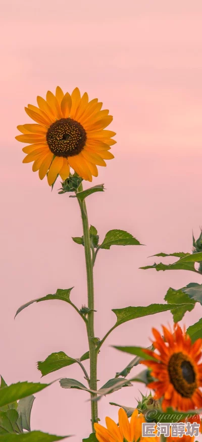 天天插日日插积极向上每一天