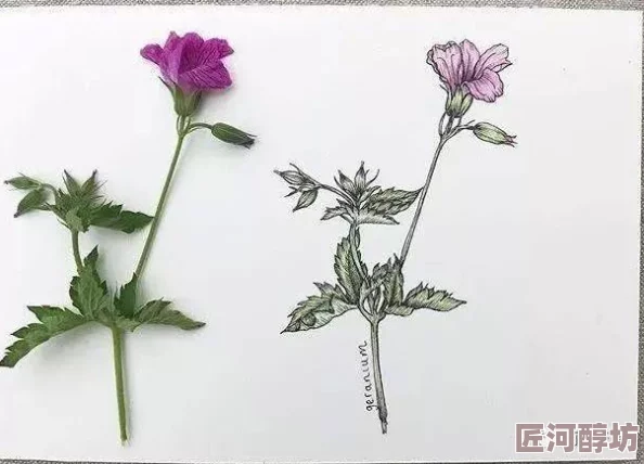 成人免费一级毛片全网首发超高清无删减版现已上线，快来体验前所未有的视觉盛宴！