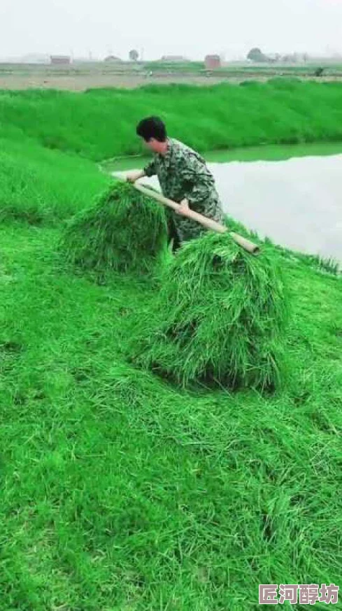 靑青草人人人人射人人干内容丰富，体验极佳