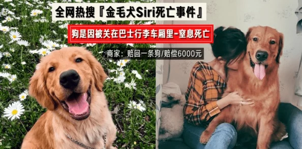 一级毛片人与兽 动物保护组织呼吁尊重生命拒绝虐待