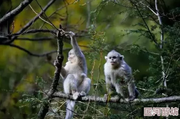 中国特黄毛片近日在云南发现罕见金丝猴群落，数量达50只以上，生态环境改善显著