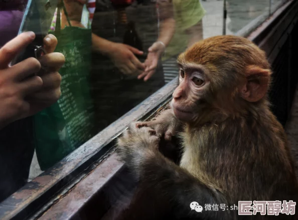 两个人生猴子的场景女浩克