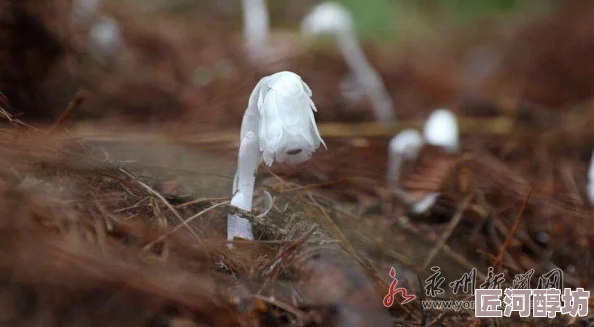 两根茎同时进去爽不最近一项研究表明，某些植物在特定条件下可以实现双茎生长并相互作用