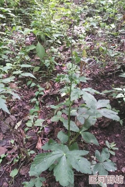 两根茎同时进去爽不最近一项研究表明，某些植物在特定条件下可以实现双茎生长并相互作用