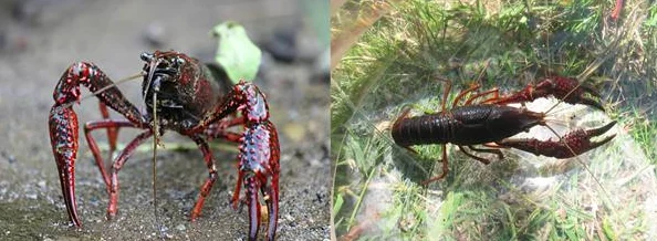 把他头按进小核添近日科学家发现新型植物能够在极端环境中生存