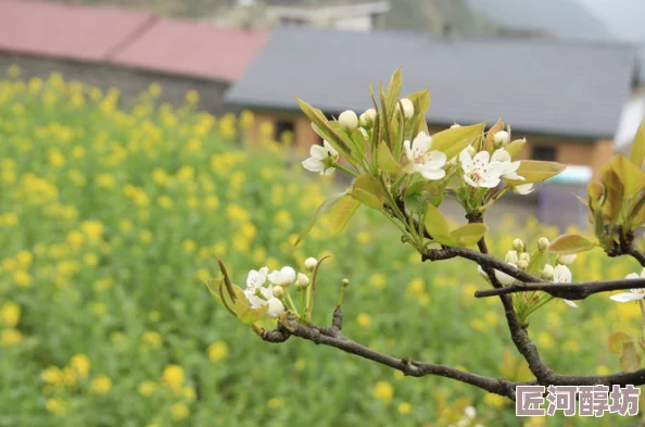 小村春色txt在线看春天的花开得特别美丽，村民们忙着采摘新鲜的蔬菜和水果