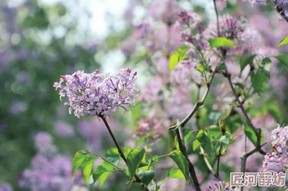 综合性资讯：丁香婷婷六月香推出全新香氛系列，融合自然花香与现代设计，带来独特的感官体验