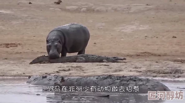 河马的秘密河翔霖作死我还在梦中勇敢追梦，未来无限可能，努力成就精彩人生