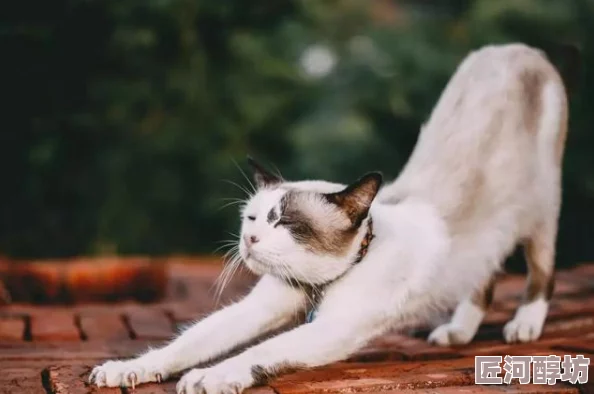 掌中之物阳台上做猫：看见死亡的双眼生命虽短暂但每一刻都值得珍惜