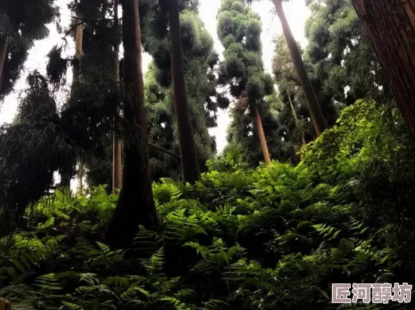 毛茸茸的黑森林近日，黑森林地区迎来了春季的第一场花展，吸引了众多游客前来观赏。