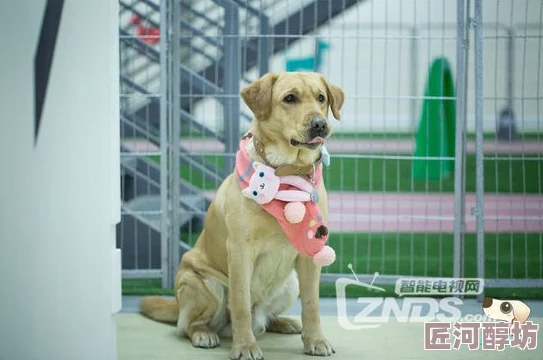 另类小说网站神犬小七第三季勇敢追梦携手共进温暖每一个心灵