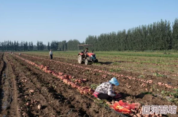 饥荒生存秘籍大揭秘：高级农场建造技巧与惊人功效，更有全新作物带来生存惊喜！