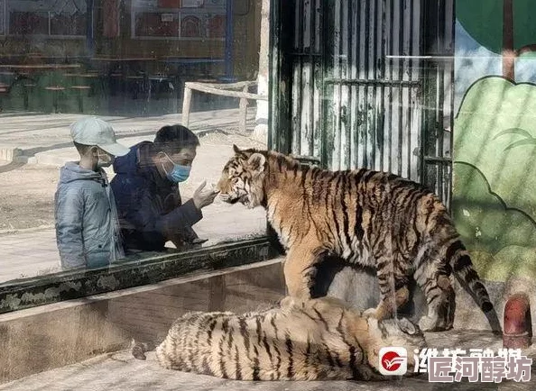 喂狼饲虎近日，动物园内新引进了一对珍稀白虎，吸引了众多游客前来观赏。