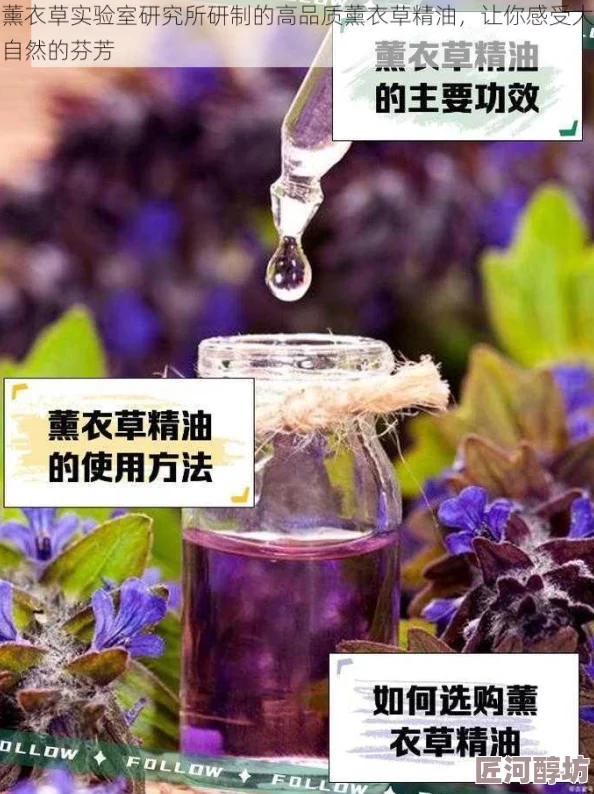 薰衣草实验室研究所2024成功研发新型薰衣草精油提取技术提高效率30%