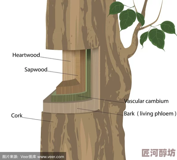 阳茎进去图深度探索植物茎的内部构造