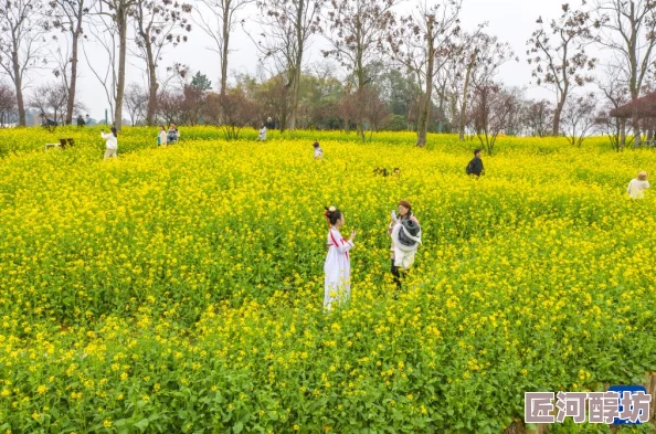 黄色一大片油菜花海进入盛花期预计本周末将迎来最佳观赏期