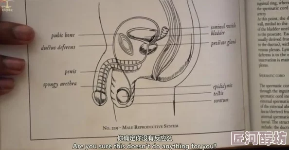 男生鸡鸡插女生屁股尺度升级画面更露骨新增高清完整版资源