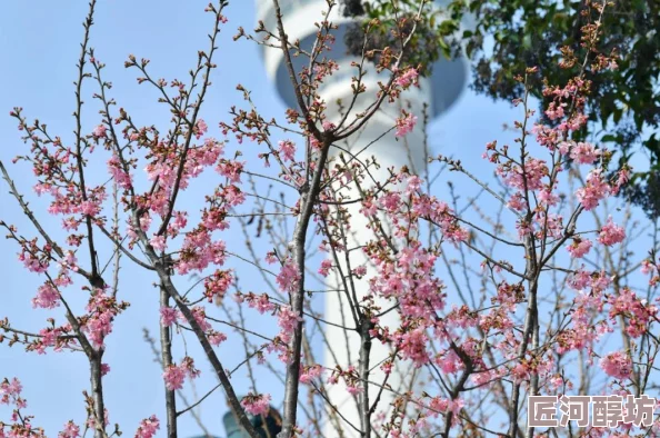 病勤楼栋1-12樱花未增减经确认花苞数量稳定预计三天内陆续开放