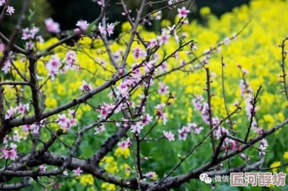 老汪头的春天桃花盛开春意浓老汪邂逅俏黄莺