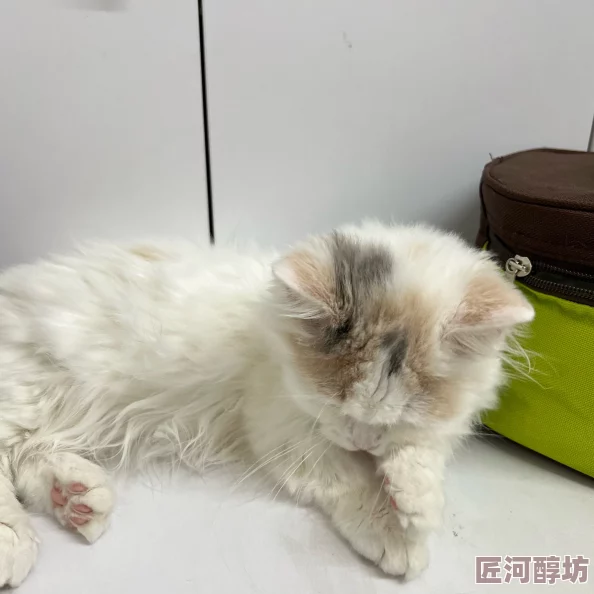 毛茸茸小猫咪的成长日记第一周学会了爬行和玩毛线球