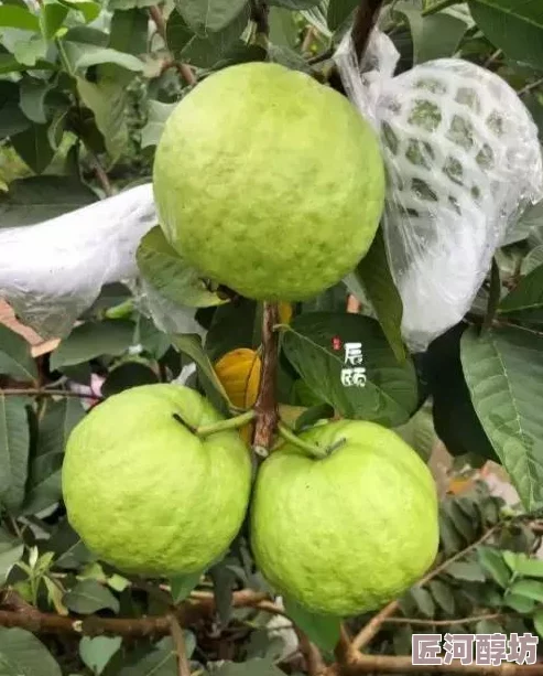 丝瓜草莓芭乐秋葵蕾丝榴莲夏日限定甜蜜来袭解锁更多美味搭配等你品尝