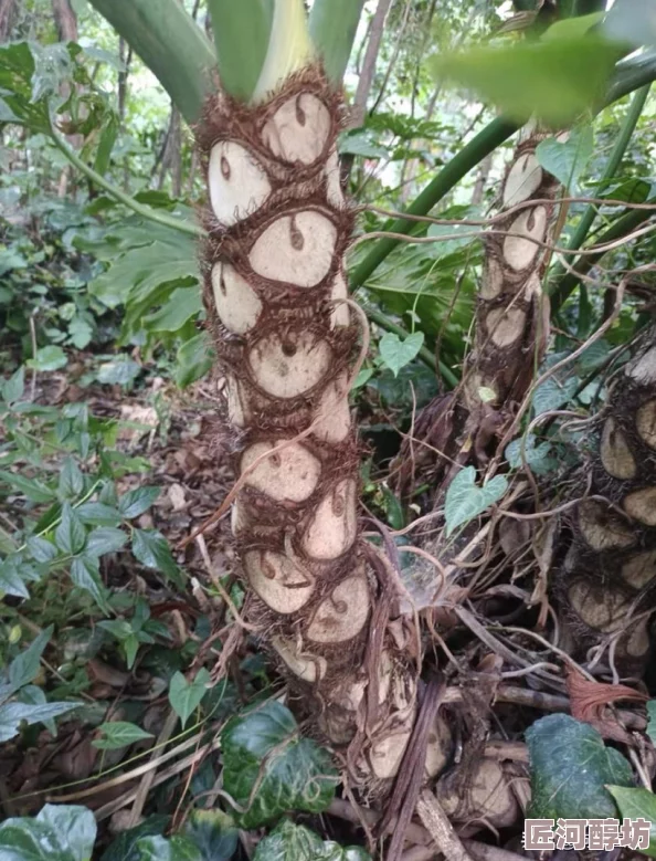 久热草近日科学家发现这种植物在极端气候下的生存能力显著增强，研究结果引发广泛关注