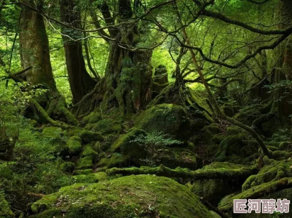 橡子屋森林探险之旅：揭秘未知领域，惊喜消息！发现隐藏的自然宝藏