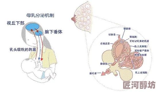 双性产乳：科学家发现双性动物的乳腺发育机制揭示了新生物学现象