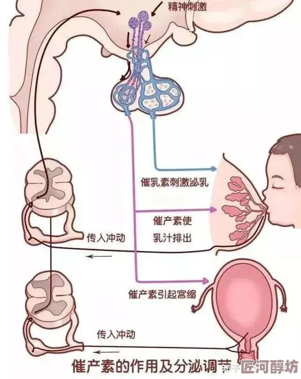 双性产乳：科学家发现双性动物的乳腺发育机制揭示了新生物学现象