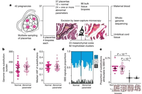 双性产乳：科学家发现双性动物的乳腺发育机制揭示了新生物学现象