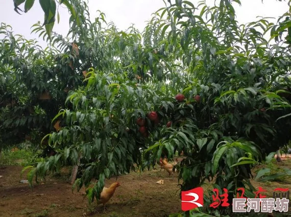 水蜜桃秘密基地基地建设完成种植新的桃树品种预计明年夏天可以收获