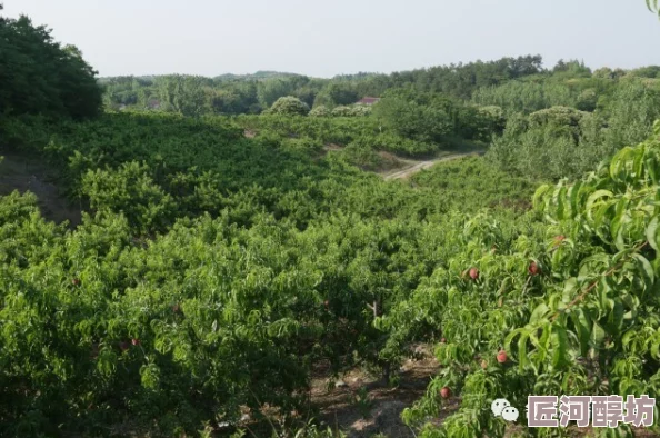 水蜜桃秘密基地基地建设完成种植新的桃树品种预计明年夏天可以收获