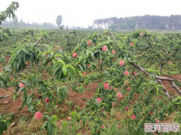 水蜜桃秘密基地基地建设完成种植新的桃树品种预计明年夏天可以收获