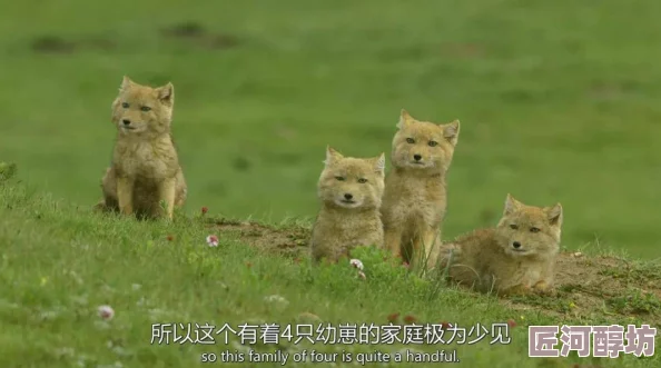 探索中国动物园的奇妙世界与珍稀动物的日常生活