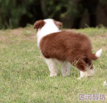 女生和她们的宠物狗在公园快乐地玩飞盘游戏享受着秋日午后的阳光