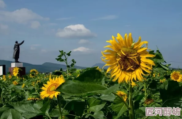 黄色大片儿展现了向日葵田的壮丽景色和农民辛勤劳作的丰收景象