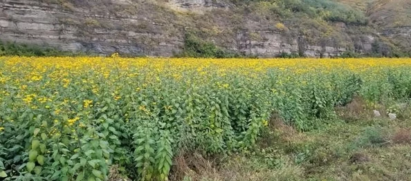 沙漠骆驼生存策略与环境适应性的探索分析揭示其在极端干旱条件下的生命奇迹