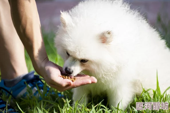 攻调教受听说圈内人都知道攻以前是训犬师受是他最成功的作品