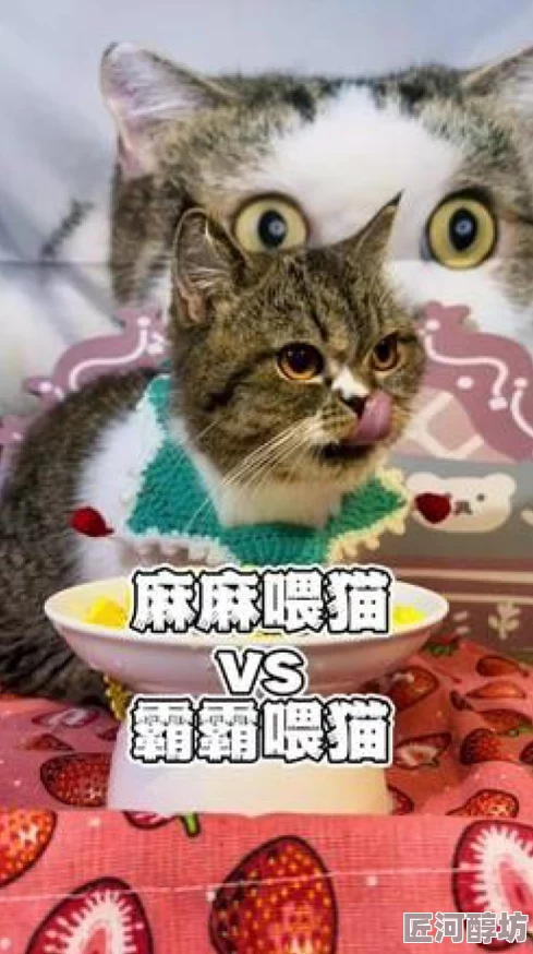 图霸天下据传开发者酷爱养猫曾连续三天吃同一家外卖