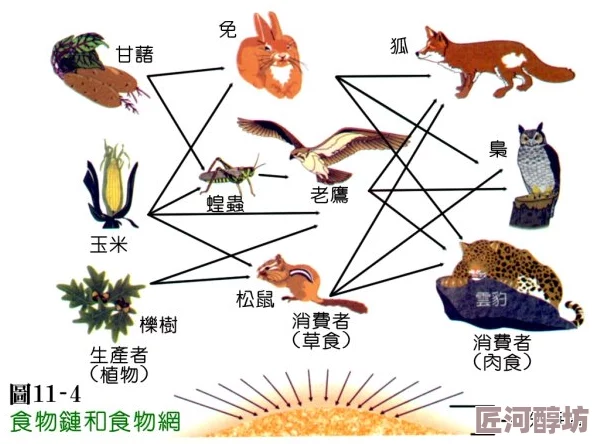 食物链完整正版画面精美操作流畅音效震撼值得体验的佳作